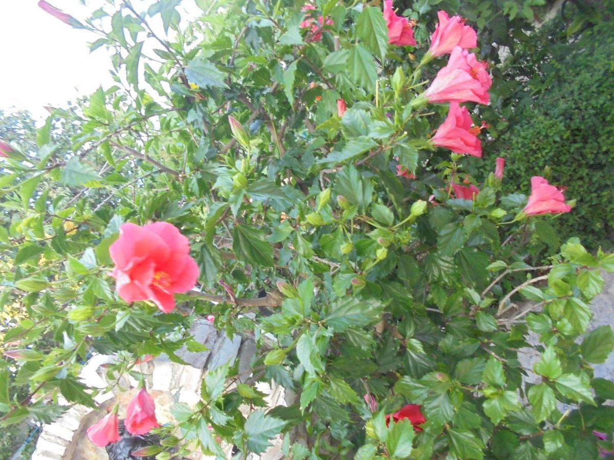 קסאמיל Vila Ori מראה חיצוני תמונה